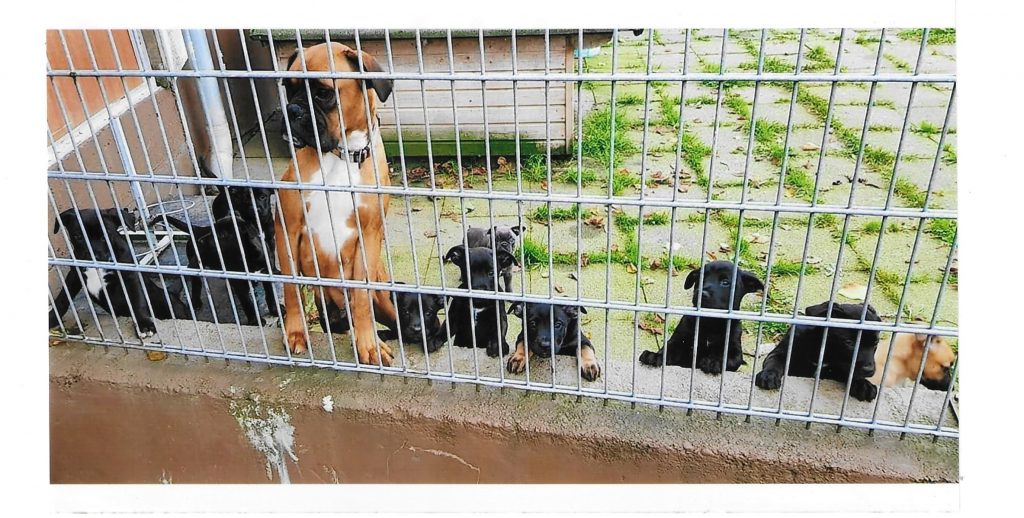 Mara mit ihren Babys im September 2019 im Tierheim Wipperfürth